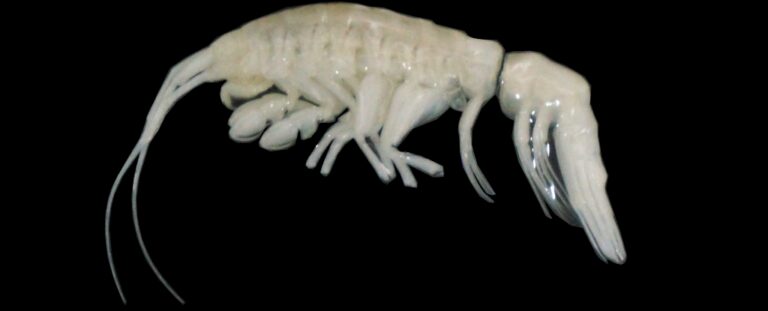 Scientists Discover New Deep-Sea Predator, Name It ‘Darkness’ : ScienceAlert