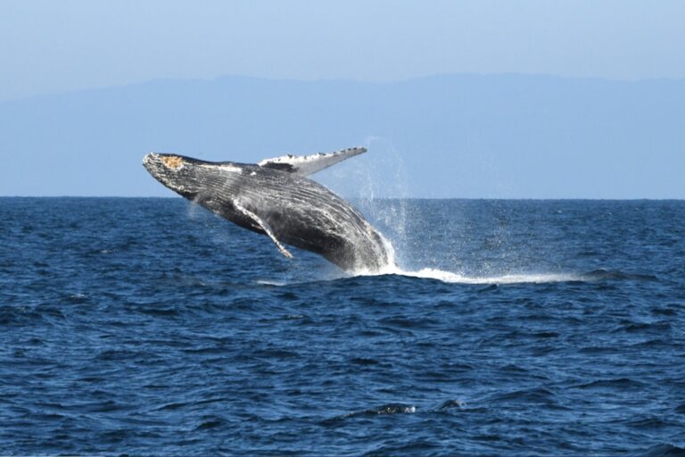 This Humpback Whale Just Smashed a Migration Record With an Astonishing 8,000-Mile Journey