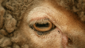 why do sheep have rectangular pupils meta